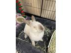 Adopt Bluebell* a White Other/Unknown / Mixed rabbit in El Paso, TX (40844604)