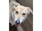 Adopt Jazzy a Brindle German Shepherd Dog / Alaskan Klee Kai / Mixed (short