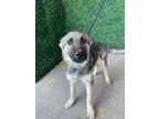 Adopt 55399258 a Black German Shepherd Dog / Mixed dog in El Paso, TX (40844607)