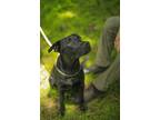 Adopt Jack a Labrador Retriever / Shepherd (Unknown Type) / Mixed dog in