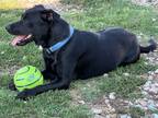 Adopt Jack a Labrador Retriever / Shepherd (Unknown Type) / Mixed dog in