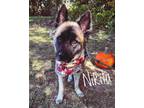 Adopt Nikita a German Shepherd Dog / Mixed Breed (Medium) / Mixed dog in