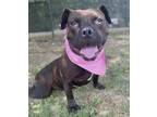 Adopt Zoey a Black Mixed Breed (Medium) / Mixed dog in Blackwood, NJ (37699806)