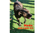 Adopt Koda a Black American Pit Bull Terrier / Mixed Breed (Medium) / Mixed