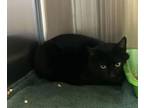 Adopt Shawna a All Black Domestic Shorthair / Domestic Shorthair / Mixed cat in