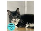 Adopt Panda a All Black Domestic Shorthair / Mixed Breed (Medium) / Mixed (short