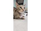 Adopt Cece a Brown or Chocolate Domestic Shorthair / Domestic Shorthair / Mixed