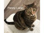 Adopt Penny Lane a Brown Tabby Domestic Shorthair (short coat) cat in Porter