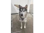 Adopt Caitlin the cuddle bug! a Black - with Gray or Silver Husky / Mixed dog in