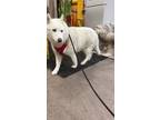 Adopt Beautiful Bella! a White Husky / Mixed dog in Langley, BC (40811541)