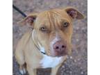 Adopt Stacy * a Tan/Yellow/Fawn Pit Bull Terrier / Mixed dog in El Paso