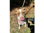 Adopt Paddi a White American Pit Bull Terrier / Mixed dog in Charleston