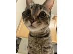 Adopt Martina a Brown Tabby Domestic Shorthair / Mixed (short coat) cat in