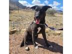 Adopt 55377445 a Black Labrador Retriever / Mixed dog in El Paso, TX (40816252)