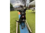 Adopt Cardi a Black - with Gray or Silver Bernese Mountain Dog / Mixed dog in