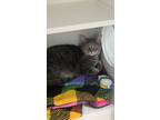 Adopt Kaia a Gray or Blue Domestic Shorthair / Mixed Breed (Medium) / Mixed