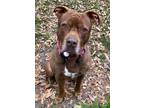 Adopt Reggie a Brown/Chocolate Mixed Breed (Medium) / Mixed Breed (Medium) /