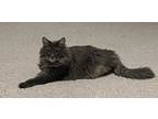 Adopt Willy a Gray or Blue Domestic Longhair / Mixed Breed (Medium) / Mixed