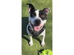 Adopt Humpty Dumpty a Black American Pit Bull Terrier / Mixed Breed (Medium) /