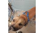 Adopt Bury a Tan/Yellow/Fawn Mixed Breed (Large) / Mixed dog in Greenville