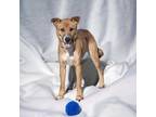 Adopt Bandit a Brown/Chocolate Labrador Retriever / Mixed dog in Bedford