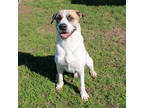 Adopt Tiny a White Anatolian Shepherd / Mixed dog in San Marcos, TX (39636664)