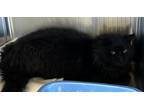 Adopt Harold a All Black Domestic Longhair / Domestic Shorthair / Mixed cat in