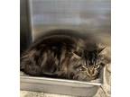 Adopt Wendy a Gray or Blue Domestic Longhair / Domestic Shorthair / Mixed cat in