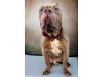Adopt Sergio a Red/Golden/Orange/Chestnut Cane Corso / Mixed dog in Roaring