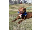 Adopt Duke a Brown/Chocolate Pit Bull Terrier / Mixed dog in Roaring Spring