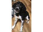 Adopt Maggie a Black - with White Poodle (Miniature) / Mixed dog in