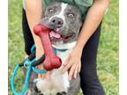 Adopt Hank a Gray/Blue/Silver/Salt & Pepper Pit Bull Terrier / Mixed dog in