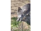 Adopt Domino SC a Spotted Tabby/Leopard Spotted Russian Blue / Mixed cat in San