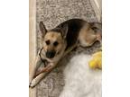 Adopt Pixie a German Shepherd Dog / Mixed dog in Pleasant Hill, CA (39593798)