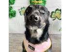 Adopt Mulan a Black - with Tan, Yellow or Fawn Husky / Shepherd (Unknown Type) /