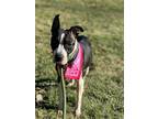 Adopt Fiona a Black - with White American Pit Bull Terrier / American