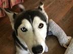 Adopt Nana a Gray/Silver/Salt & Pepper - with Black Husky / Mixed dog in Dallas