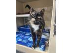 Adopt Marcie a All Black Domestic Shorthair / Domestic Shorthair / Mixed cat in
