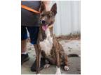 Adopt Tigress a Brindle - with White Cattle Dog / Plott Hound / Mixed dog in