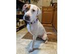 Adopt Pele a White - with Brown or Chocolate American Pit Bull Terrier / Mixed