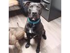 Adopt Bobby a Black Labrador Retriever / Mixed dog in Merriam, KS (40774326)