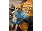 Adopt Socks a Orange or Red Domestic Mediumhair / Mixed cat in El Paso