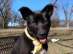 Adopt Dandy a Black - with White Border Collie / Wheaten Terrier / Mixed dog in