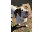 Adopt Kenslee a White - with Brown or Chocolate Pit Bull Terrier / Mixed dog in