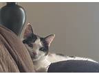 Adopt Faile a Calico or Dilute Calico Calico / Mixed (short coat) cat in