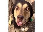 Adopt Puppy LAW Samson a German Shepherd Dog / Mixed dog in Norman