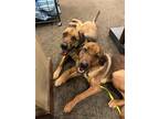 Adopt Puppies Corso Cane MK a Cane Corso / Mixed dog in Norman, OK (40774408)