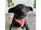Adopt Samba a Black Shepherd (Unknown Type) / Labrador Retriever / Mixed dog in