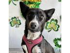 Adopt Eliza a Black - with White Border Collie / Mixed Breed (Small) / Mixed dog