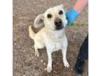 Adopt Miyuki* a White Retriever (Unknown Type) / Mixed dog in El Paso
